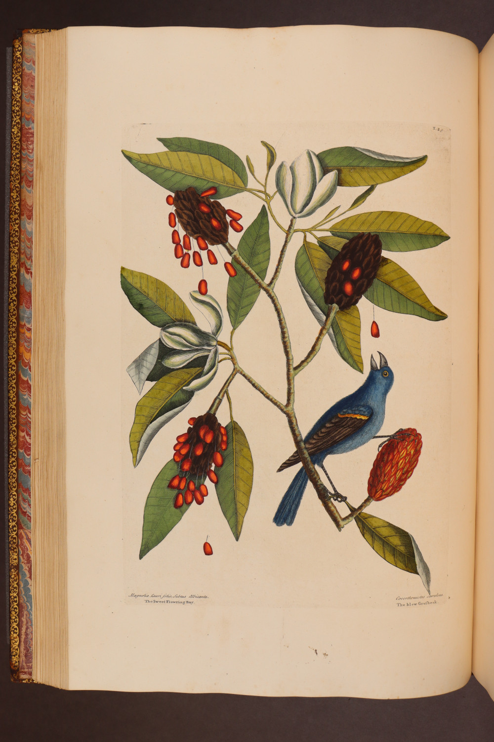 Plate 39